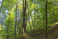 Padurile de foioase din Romania se gasesc de obicei la altitudini de 50 pana la 500 de metri.